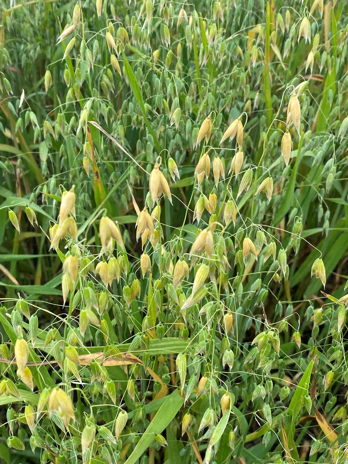 Oats close up